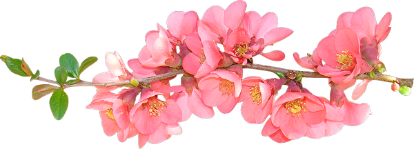 sprig-of-spring-flowers